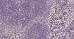XBP1 Antibody in Immunohistochemistry (Paraffin) (IHC (P))