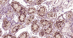 XBP1 Antibody in Immunohistochemistry (Paraffin) (IHC (P))