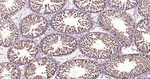 XBP1 Antibody in Immunohistochemistry (Paraffin) (IHC (P))