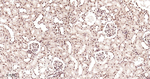 XBP1 Antibody in Immunohistochemistry (Paraffin) (IHC (P))