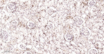 XBP1 Antibody in Immunohistochemistry (Paraffin) (IHC (P))
