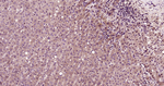 XBP1 Antibody in Immunohistochemistry (Paraffin) (IHC (P))