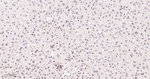 XBP1 Antibody in Immunohistochemistry (Paraffin) (IHC (P))