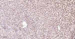 XBP1 Antibody in Immunohistochemistry (Paraffin) (IHC (P))