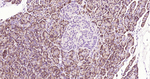 XBP1 Antibody in Immunohistochemistry (Paraffin) (IHC (P))