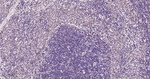 XBP1 Antibody in Immunohistochemistry (Paraffin) (IHC (P))