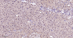 XBP1 Antibody in Immunohistochemistry (Paraffin) (IHC (P))