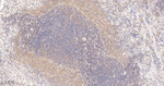 Cyclophilin A Antibody in Immunohistochemistry (Paraffin) (IHC (P))
