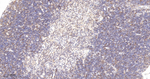 Cyclophilin A Antibody in Immunohistochemistry (Paraffin) (IHC (P))