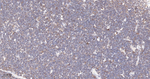 Cyclophilin A Antibody in Immunohistochemistry (Paraffin) (IHC (P))
