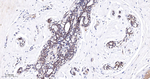 Cyclophilin A Antibody in Immunohistochemistry (Paraffin) (IHC (P))