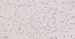 Cyclophilin A Antibody in Immunohistochemistry (Paraffin) (IHC (P))