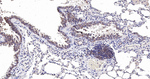 Cyclophilin A Antibody in Immunohistochemistry (Paraffin) (IHC (P))