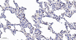 Cyclophilin A Antibody in Immunohistochemistry (Paraffin) (IHC (P))