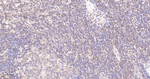 Cyclophilin A Antibody in Immunohistochemistry (Paraffin) (IHC (P))