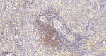 Cyclophilin A Antibody in Immunohistochemistry (Paraffin) (IHC (P))