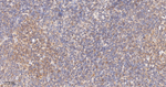 Cyclophilin A Antibody in Immunohistochemistry (Paraffin) (IHC (P))