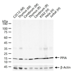 Cyclophilin A Antibody in Western Blot (WB)