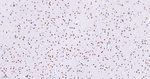 SMC3 Antibody in Immunohistochemistry (Paraffin) (IHC (P))