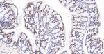 SMC3 Antibody in Immunohistochemistry (Paraffin) (IHC (P))