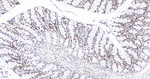 SMC3 Antibody in Immunohistochemistry (Paraffin) (IHC (P))