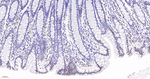 SMC3 Antibody in Immunohistochemistry (Paraffin) (IHC (P))
