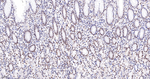 SMC3 Antibody in Immunohistochemistry (Paraffin) (IHC (P))