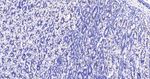 SMC3 Antibody in Immunohistochemistry (Paraffin) (IHC (P))
