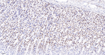 SMC3 Antibody in Immunohistochemistry (Paraffin) (IHC (P))
