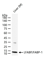 FABP1 Antibody in Western Blot (WB)