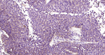 Cathepsin H/K/L/V Antibody in Immunohistochemistry (Paraffin) (IHC (P))