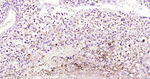 Cathepsin H/K/L/V Antibody in Immunohistochemistry (Paraffin) (IHC (P))