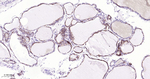 Cathepsin H/K/L/V Antibody in Immunohistochemistry (Paraffin) (IHC (P))