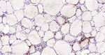 Cathepsin H/K/L/V Antibody in Immunohistochemistry (Paraffin) (IHC (P))