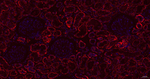 Cathepsin H/K/L/V Antibody in Immunohistochemistry (Paraffin) (IHC (P))