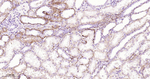 Cathepsin H/K/L/V Antibody in Immunohistochemistry (Paraffin) (IHC (P))