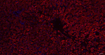 Cathepsin H/K/L/V Antibody in Immunohistochemistry (Paraffin) (IHC (P))