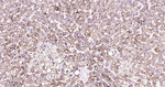 Cathepsin H/K/L/V Antibody in Immunohistochemistry (Paraffin) (IHC (P))