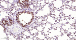 Cathepsin H/K/L/V Antibody in Immunohistochemistry (Paraffin) (IHC (P))