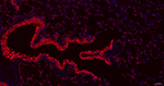 Cathepsin H/K/L/V Antibody in Immunohistochemistry (Paraffin) (IHC (P))