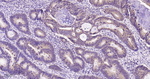 SDHA Antibody in Immunohistochemistry (Paraffin) (IHC (P))