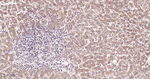 SDHA Antibody in Immunohistochemistry (Paraffin) (IHC (P))