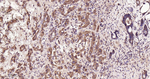 SDHA Recombinant Rabbit Monoclonal Antibody (6A12)