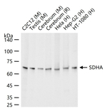 SDHA Antibody in Western Blot (WB)