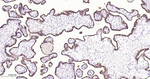 Growth Hormone Antibody in Immunohistochemistry (Paraffin) (IHC (P))