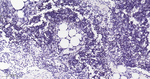 Growth Hormone Antibody in Immunohistochemistry (Paraffin) (IHC (P))