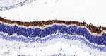 Rhodopsin Recombinant Rabbit Monoclonal Antibody (5B3)