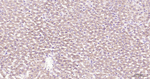 BNIP3 Antibody in Immunohistochemistry (Paraffin) (IHC (P))