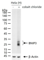 BNIP3 Antibody in Western Blot (WB)