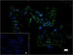 Cathepsin B Recombinant Rabbit Monoclonal Antibody (14C12)